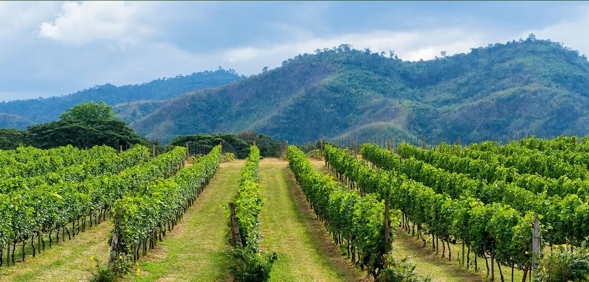 Unveiling the Rich Historical Tapestry of Cloverdale, CA: From Indigenous Roots to Wine Country